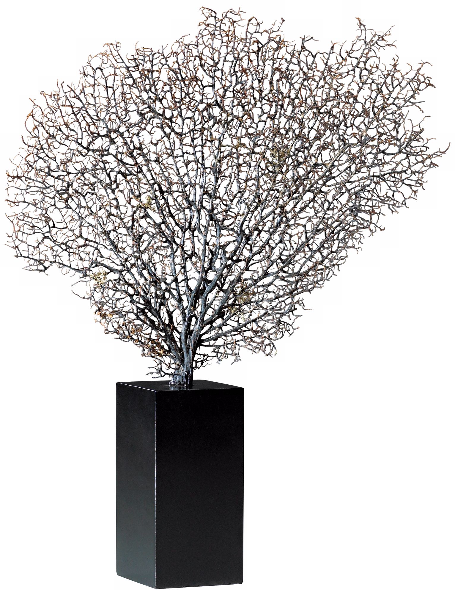Natural Sea Fan with Base