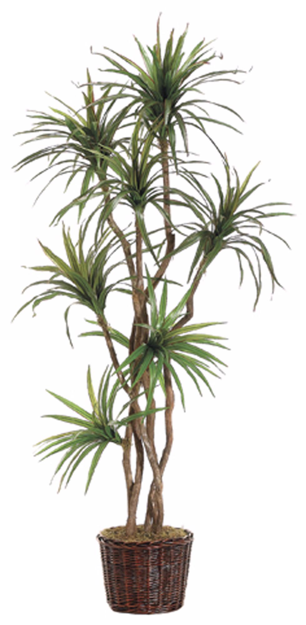 Yucca Tree in Planter Faux Plant