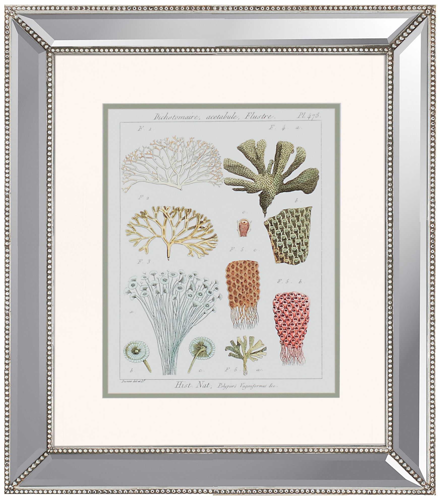 Coral Classification I Framed Wall Art
