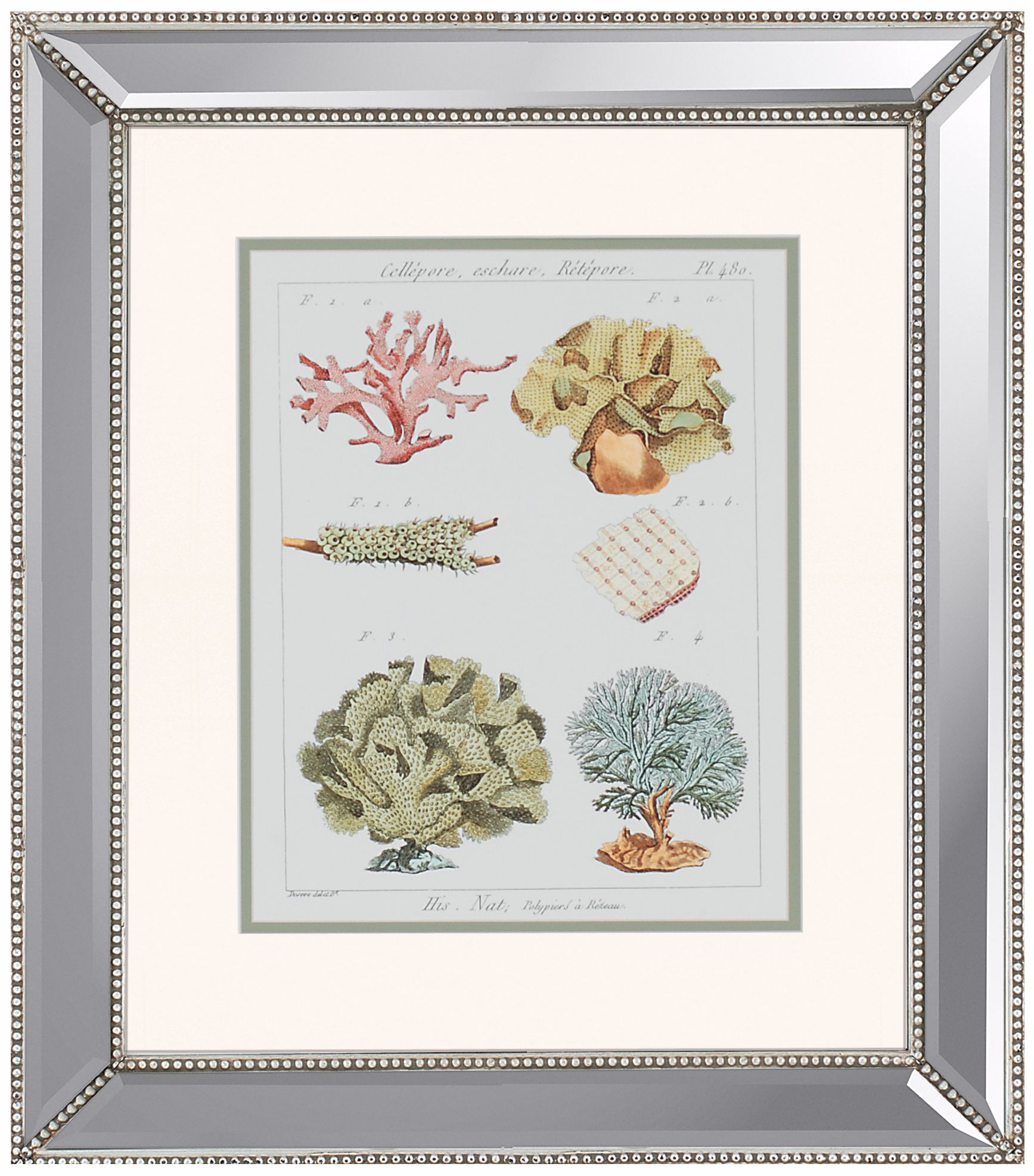 Coral Classification II Framed Wall Art