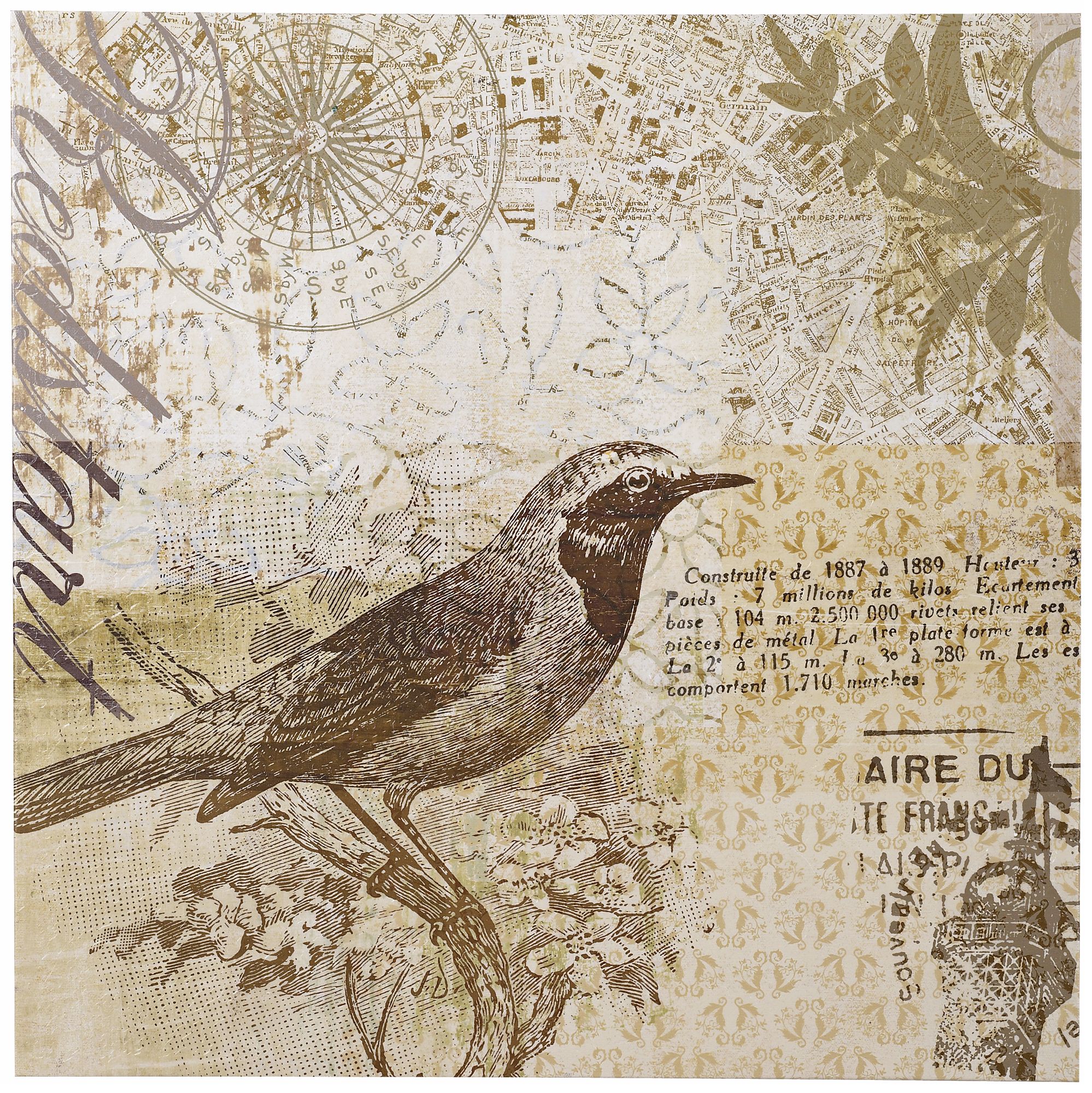 Redstart Bird Giclee 24" Square Canvas Wall Art