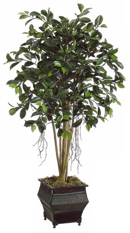 Ficus Tree With Moss Botanical Arrangement
