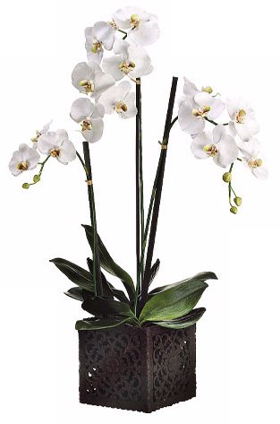 Phalaenopsis Orchid Plant in Clay Pot 36" High Faux Flowers