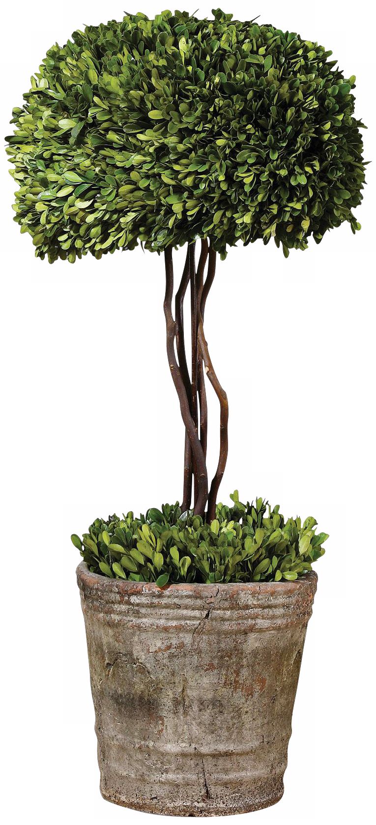 Uttermost 33" High Preserved Boxwood Tree Topiary