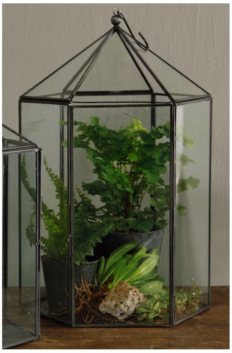 Pierre Large 14" High Hexagon Terrarium