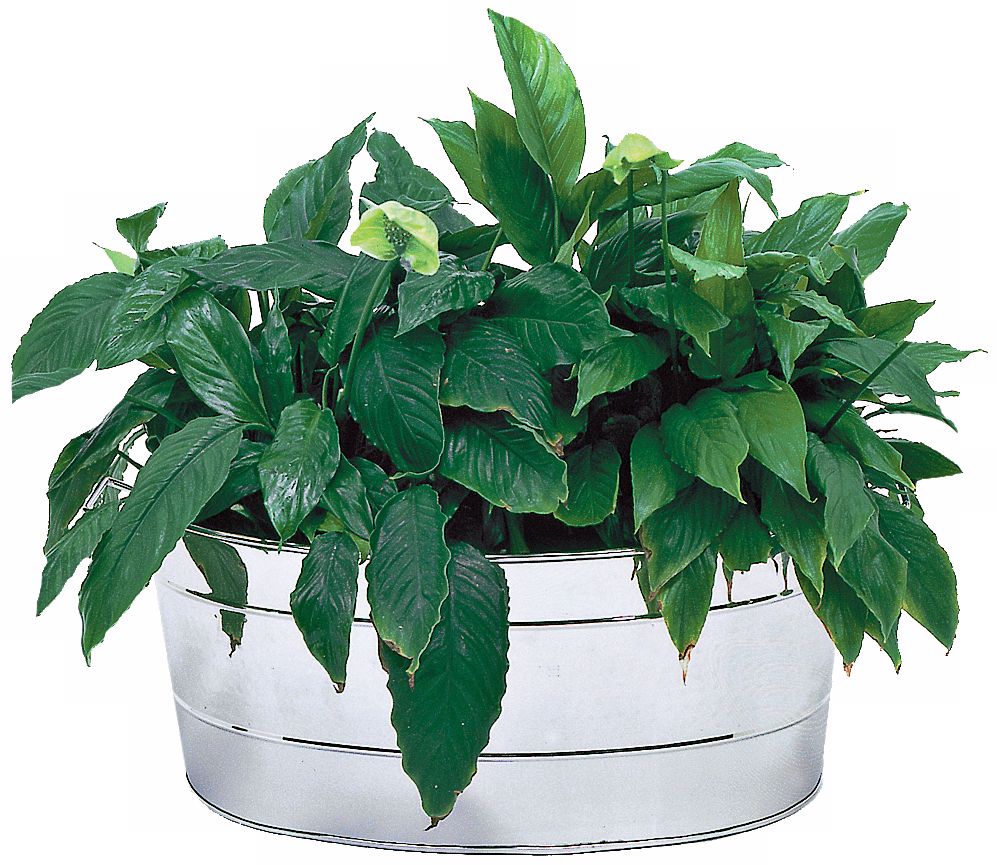Stainless Steel Oval Tub