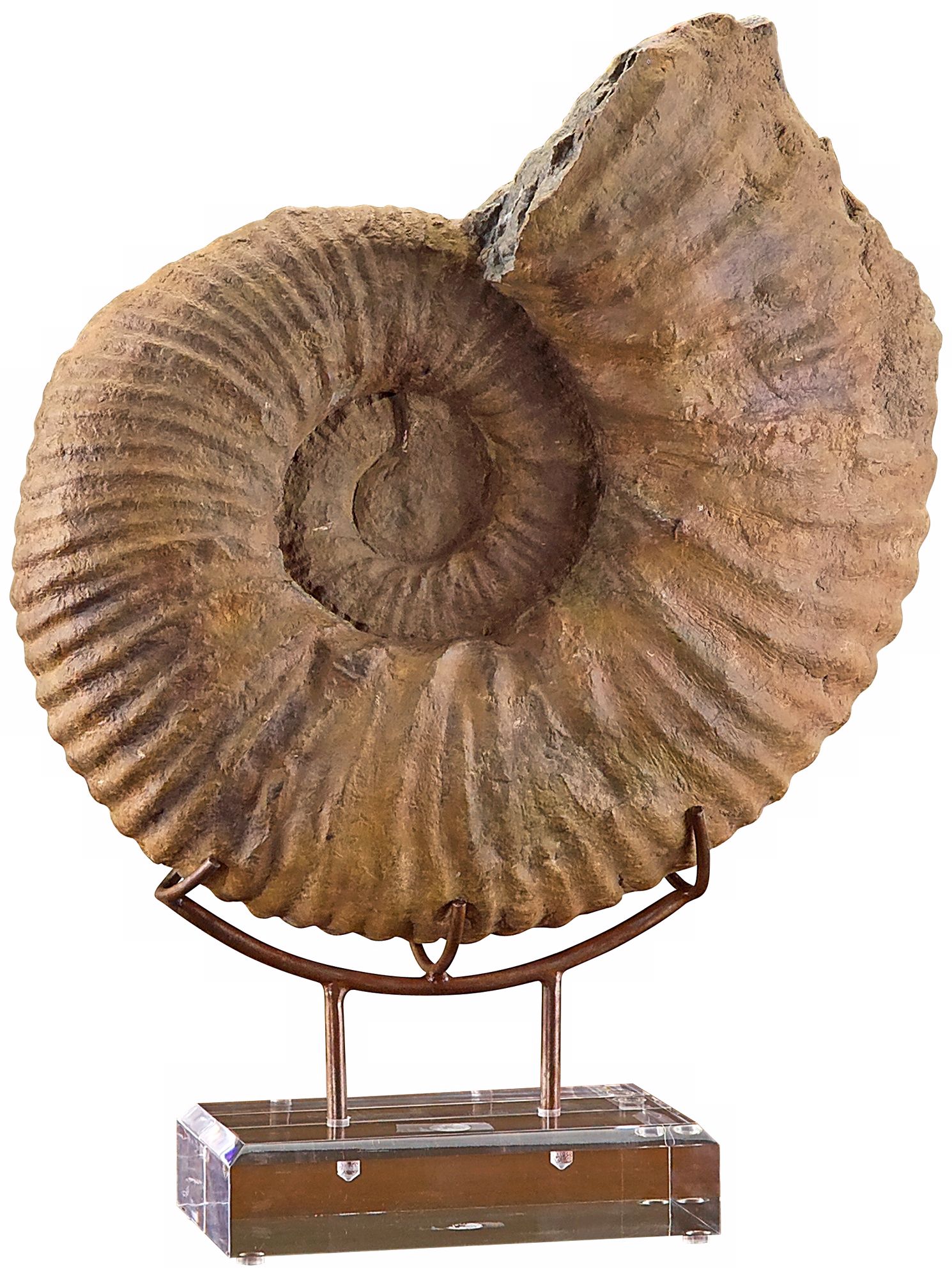 John Richard Faux Ammonite with Stand