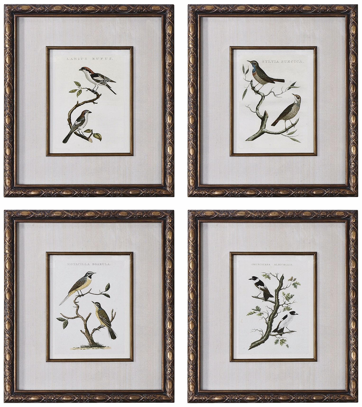 Uttermost Set of 4 Nozeman Birds I-IV Framed Wall Art