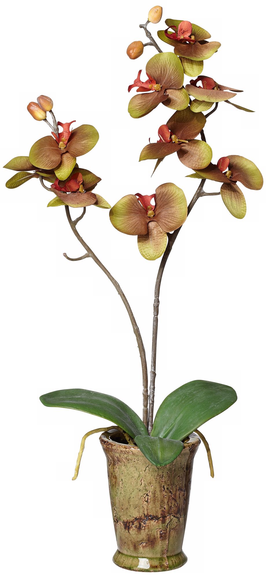 Green w/amber potted orchid