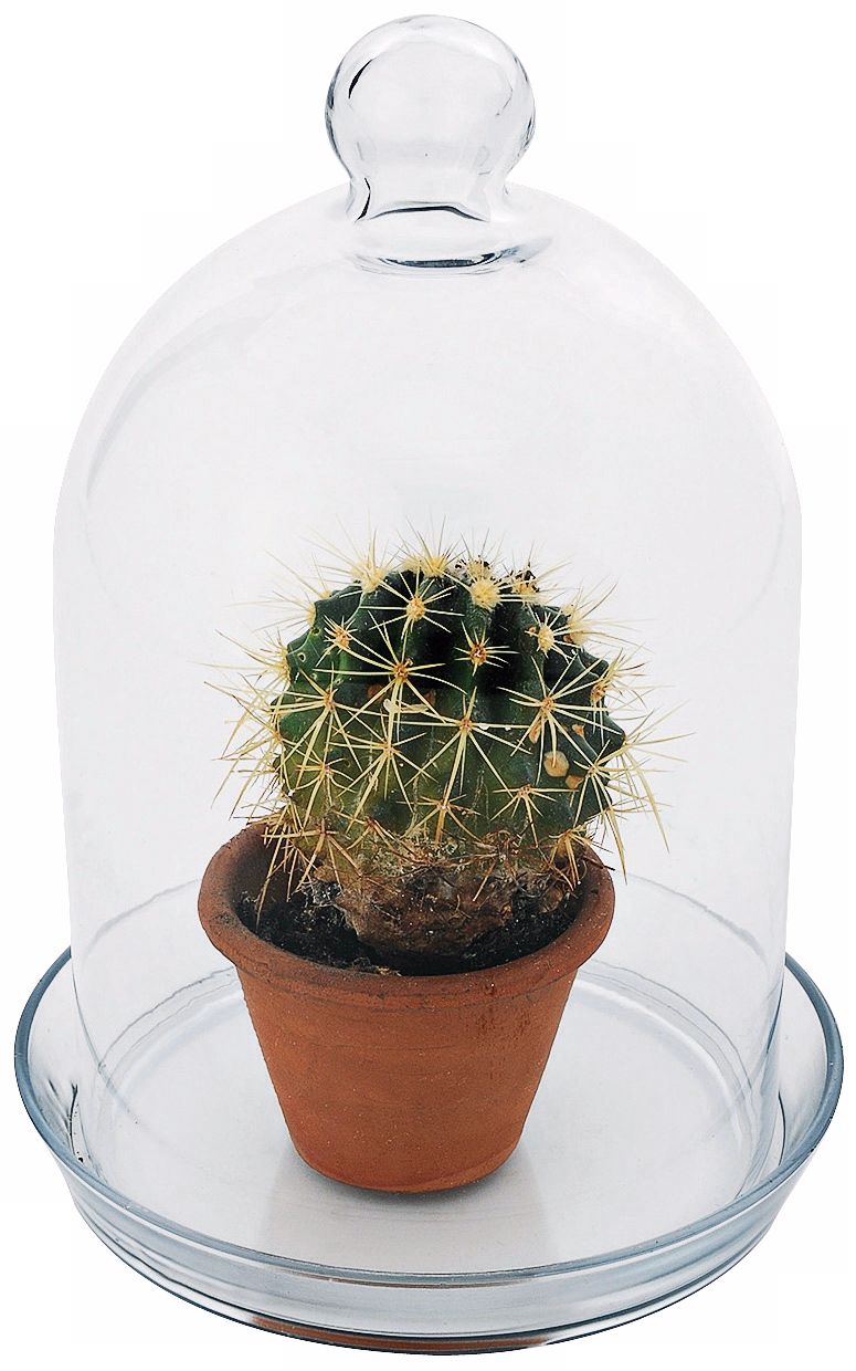 Bell Jar Terrarium I