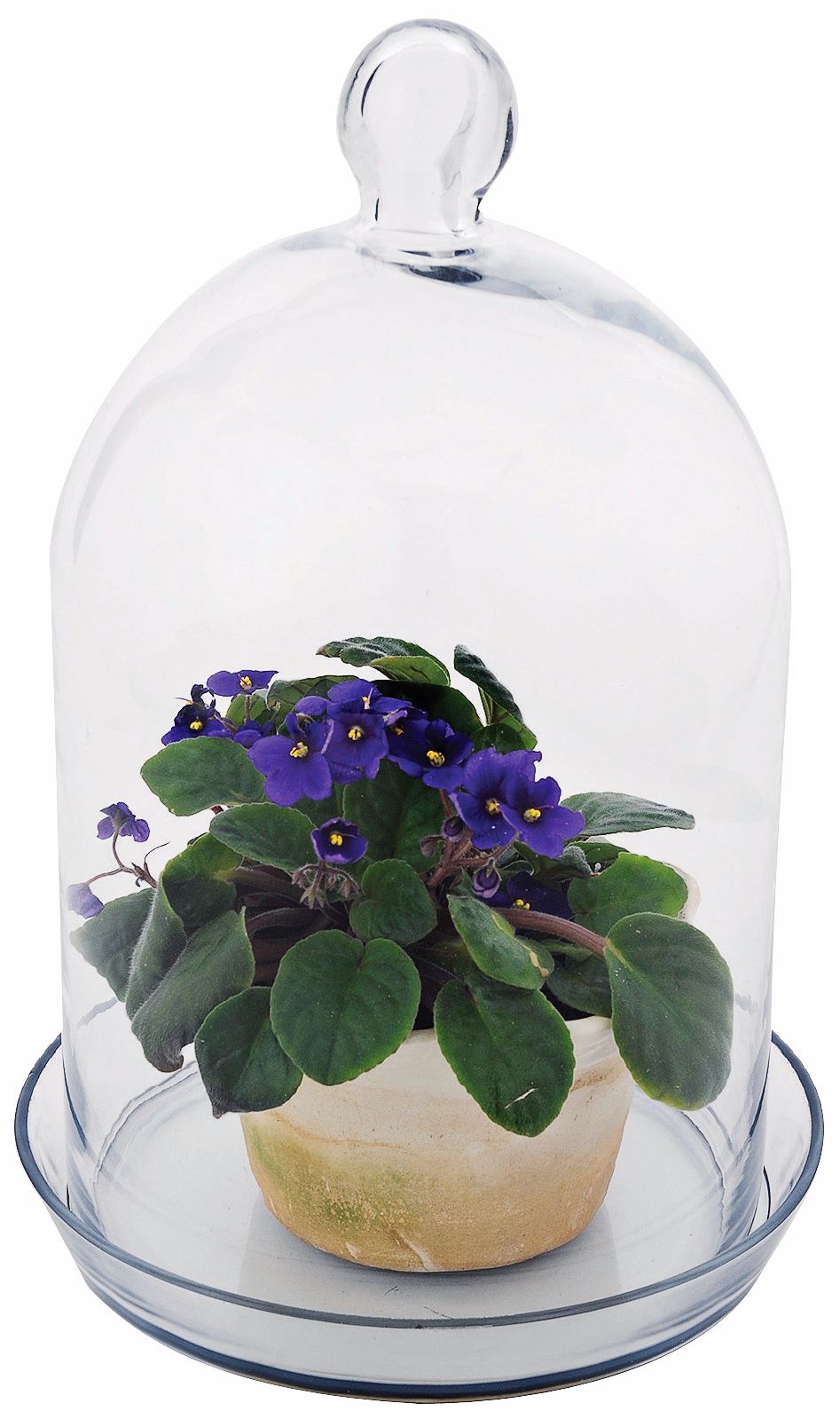 Bell Jar Terrarium II