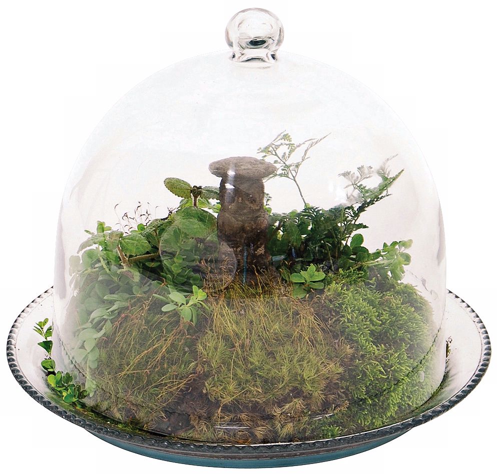 Bell Jar Terrarium III