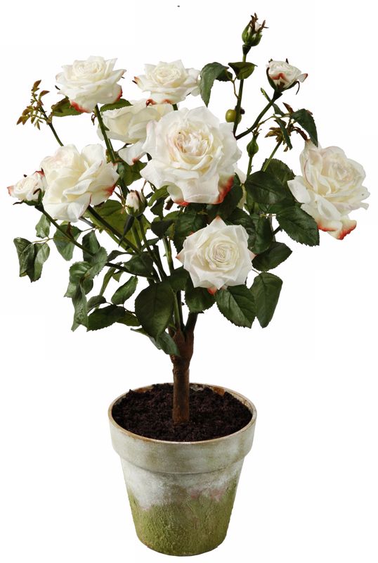 Jane Seymour 27" High Champagne Potted Silk Rose Plant