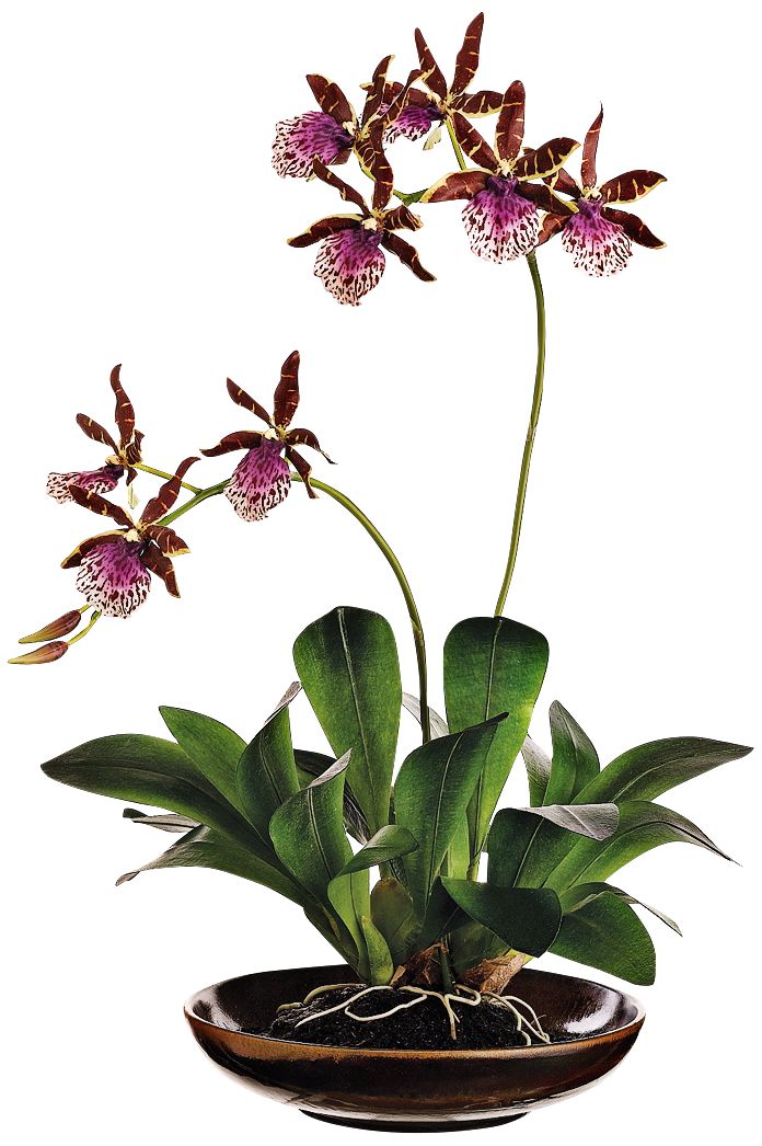 Green and Purple Zycopettalum Faux Silk Plant in Pot