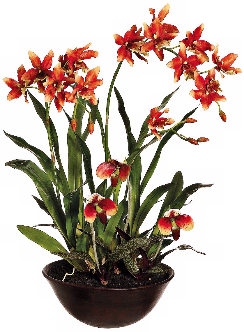 Oncidium and Lady's Slipper Silk Orchid Flowers in Pot