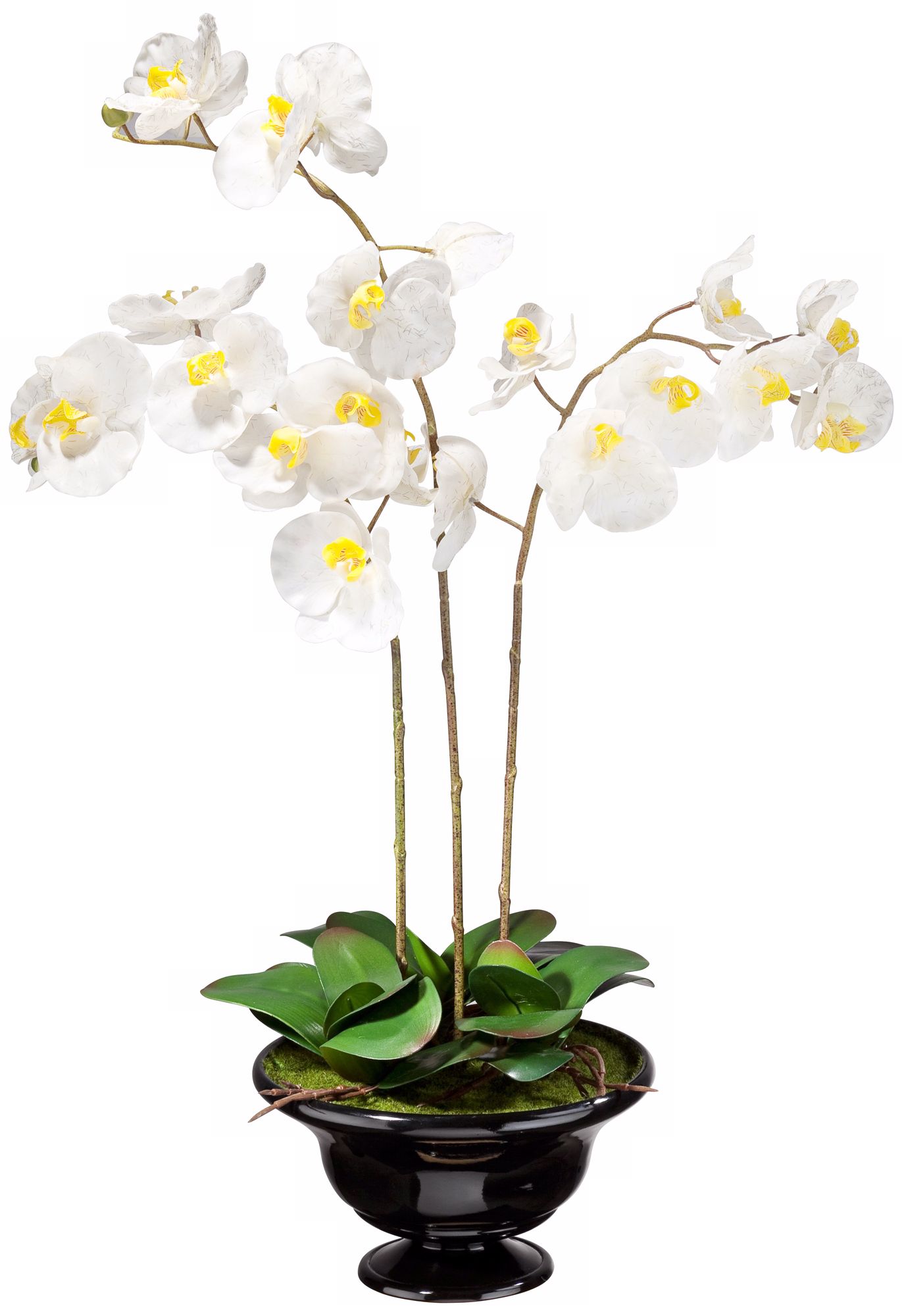 Triple White Moth Orchids in Black Pot