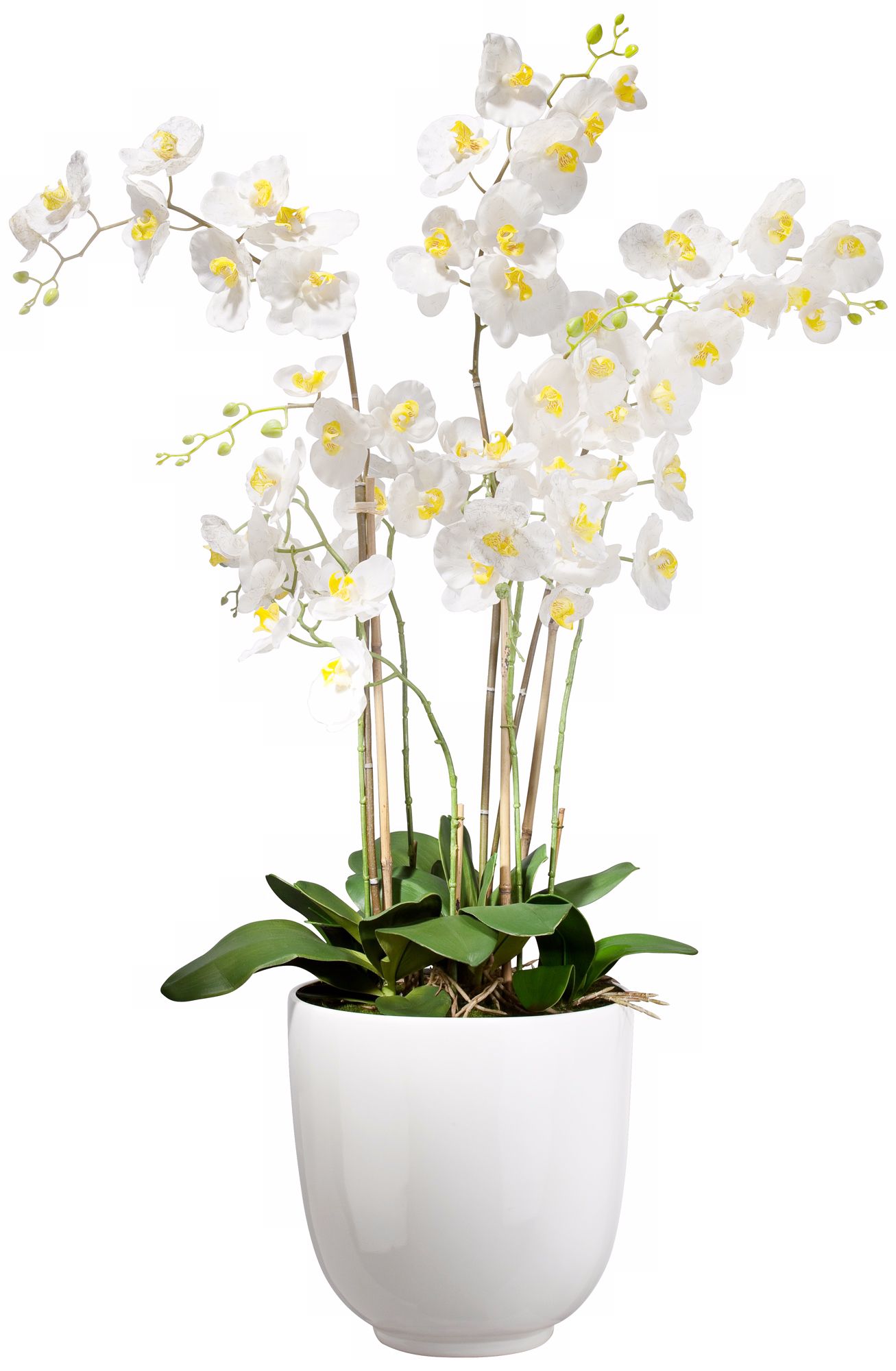 Moth White Orchid in White Ceramic Pot