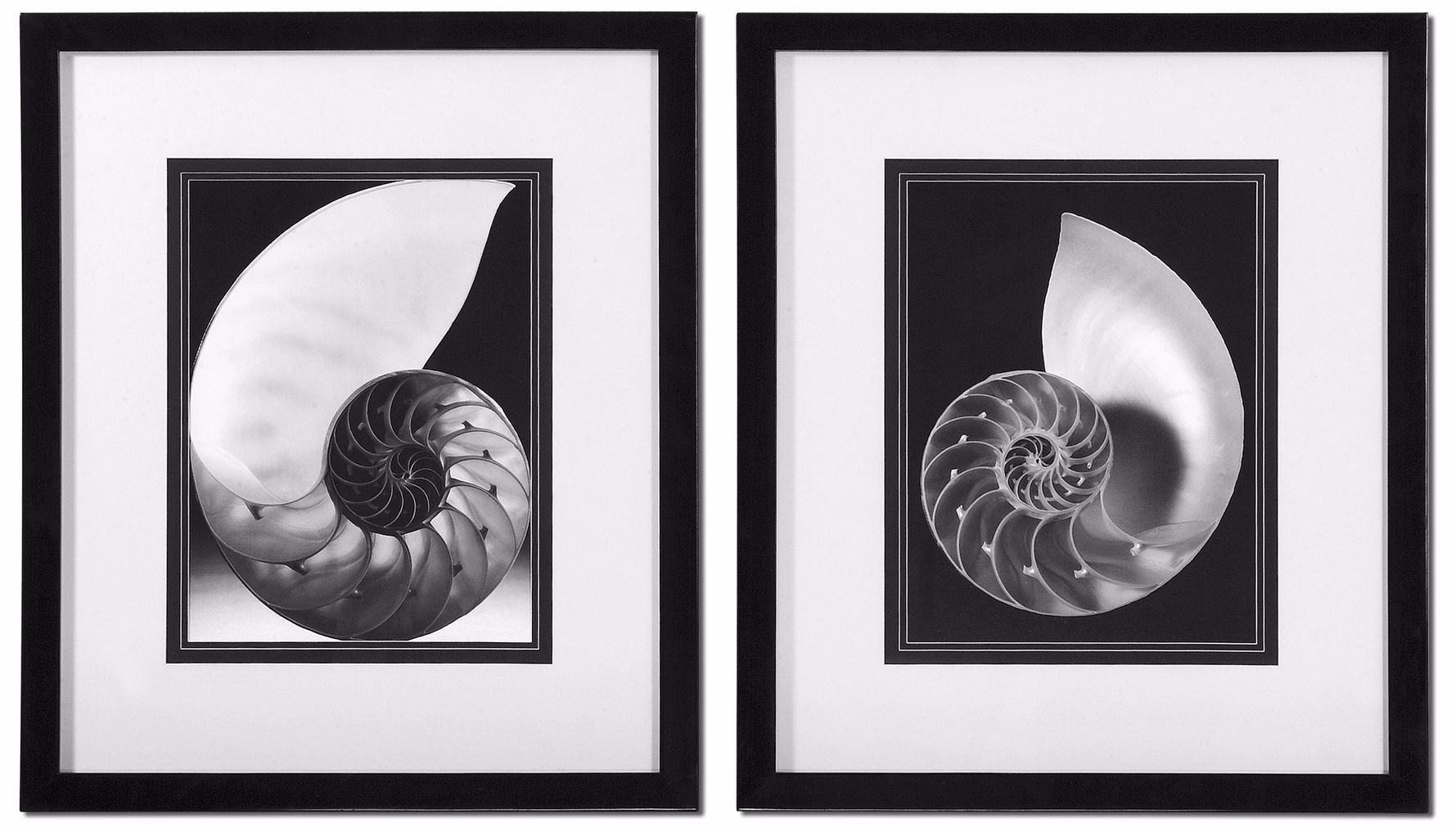 Uttermost Set of 2 Study of Shells 27" High Coastal Wall Art