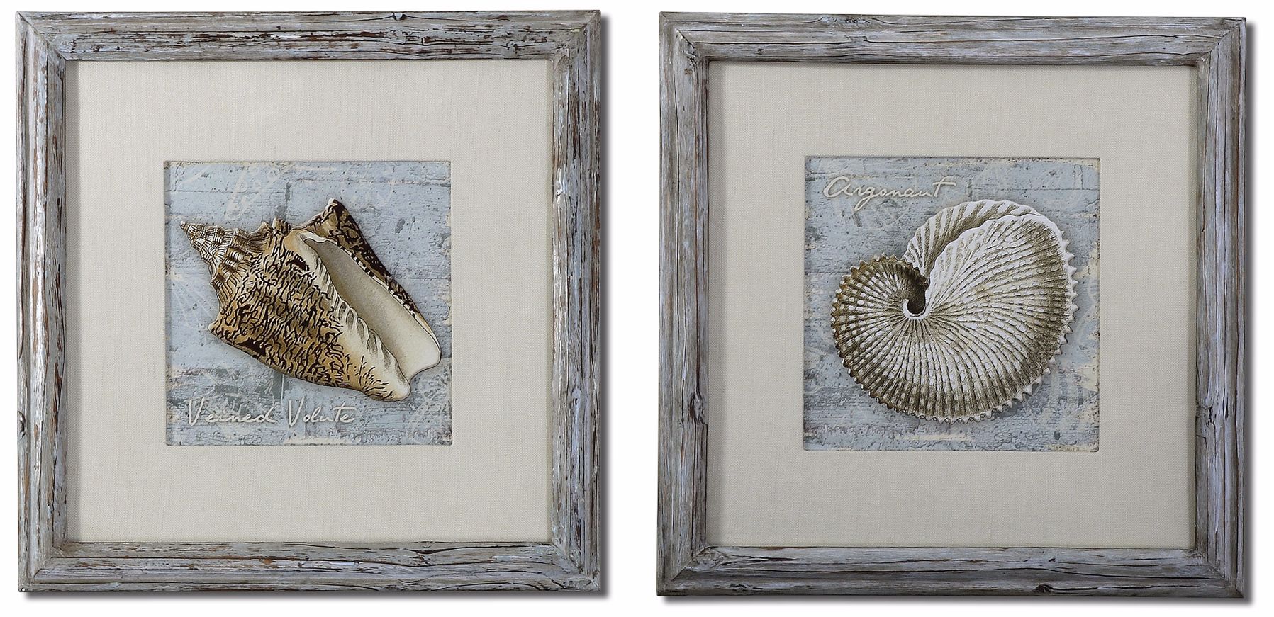 Set of 2 Weathered Shells 23" Wide Uttermost Wall Art
