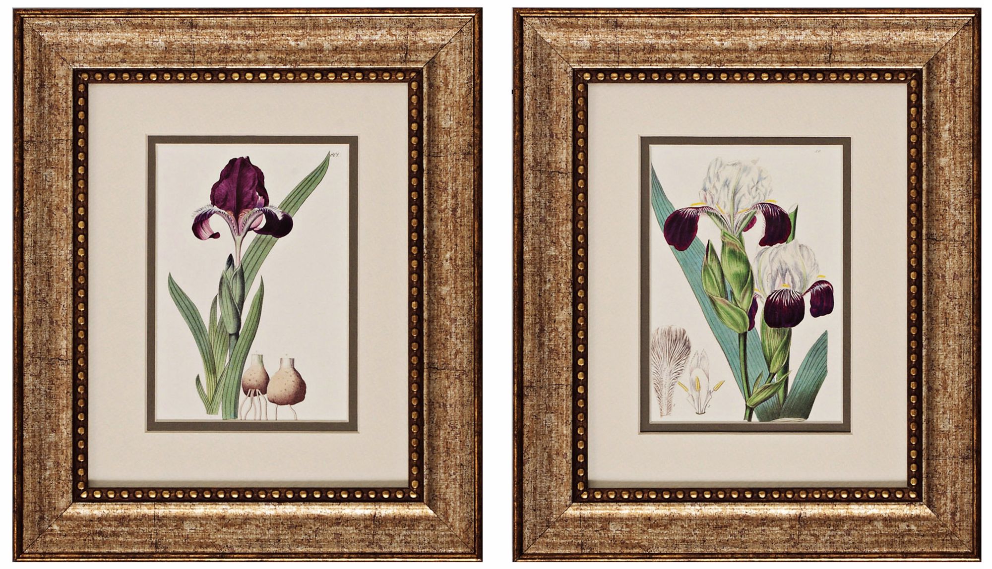 Sand Dollars 14" High Set of 2 Framed Floral Wall Art Prints