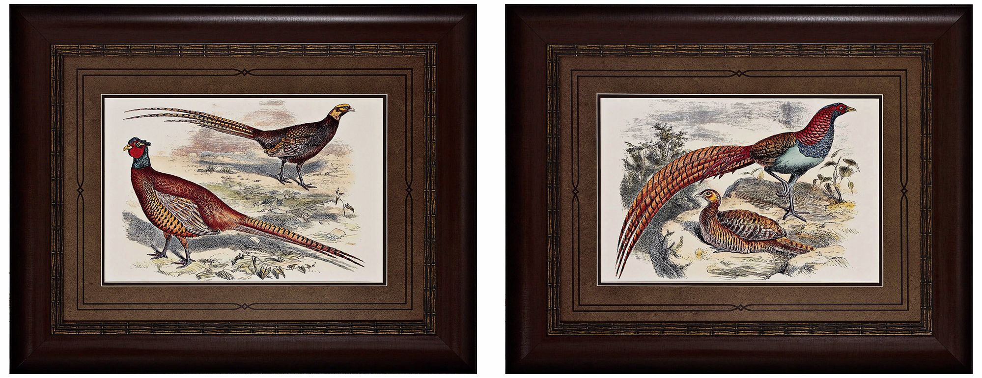 Pheasant V and VII 30" Wide Framed Bird Wall Art Set of 2