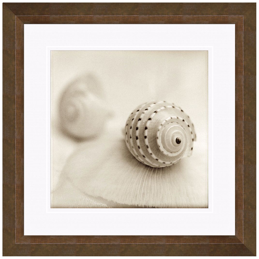 Sepia Coastal II 18 1/2" Square Still Life Photo Wall Art