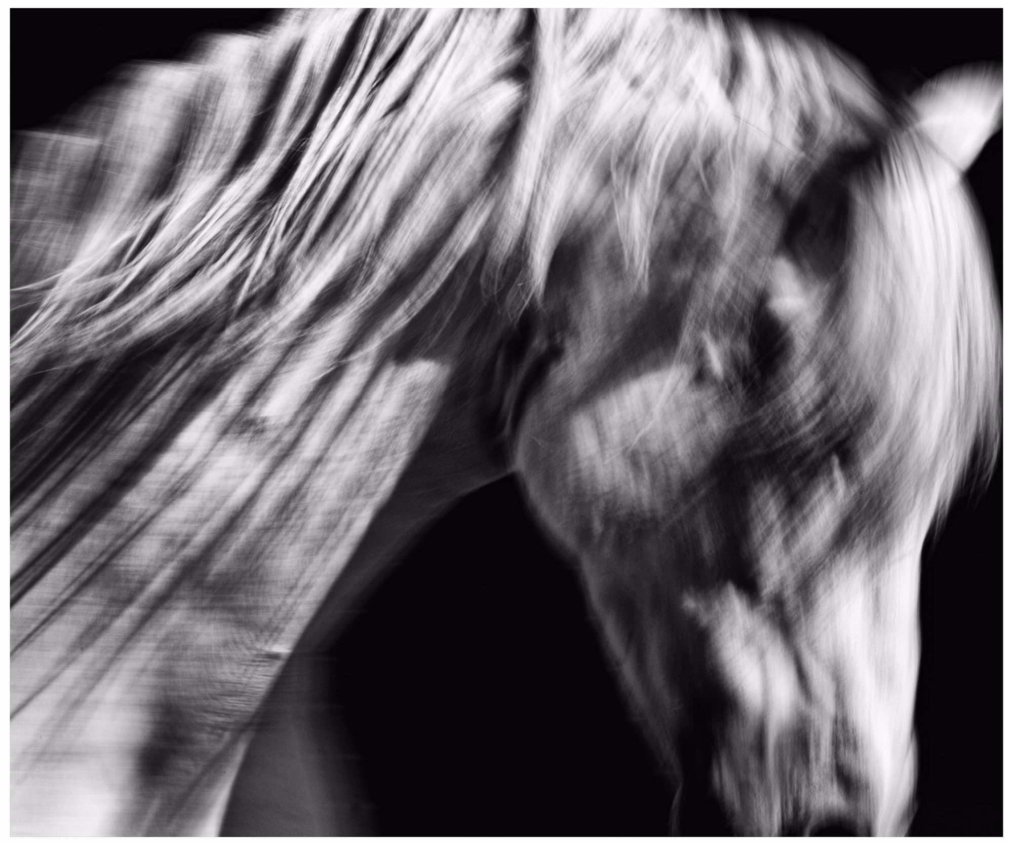 Andalusian I 24 1/2" Wide Framed Horse Wall Art