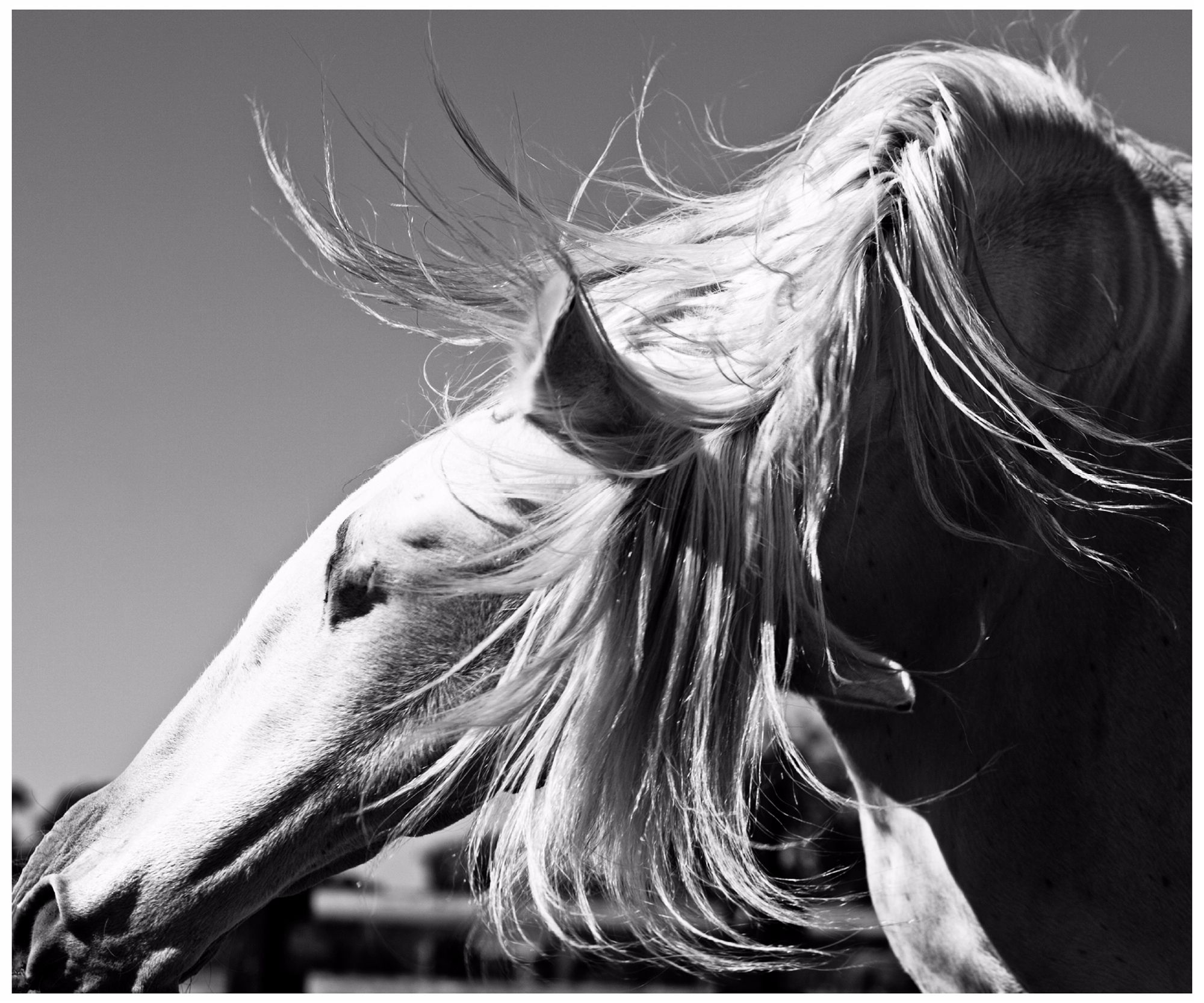 Andalusian II 24 1/2" Wide Framed Horse Wall Art