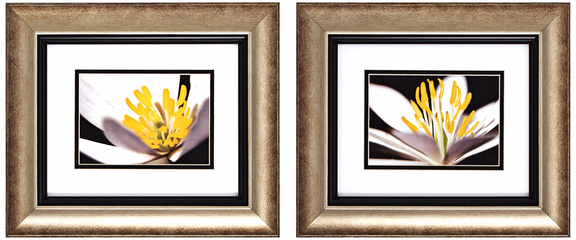 Set of 2 White Poccoon I/II 14" Wide Floral Wall Art