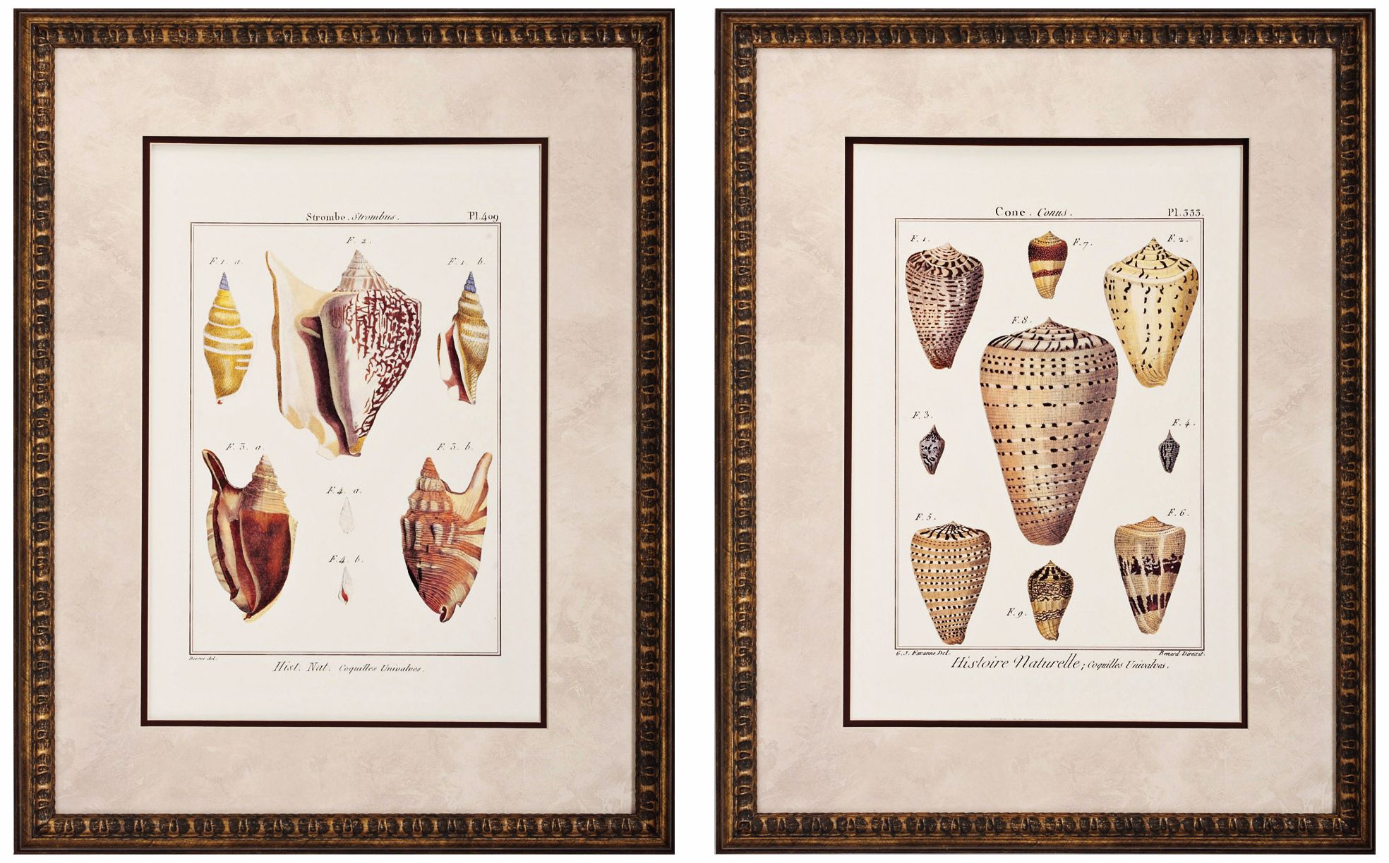Set of 2 Cone/Strombe 27" High Framed Seashell Wall Art
