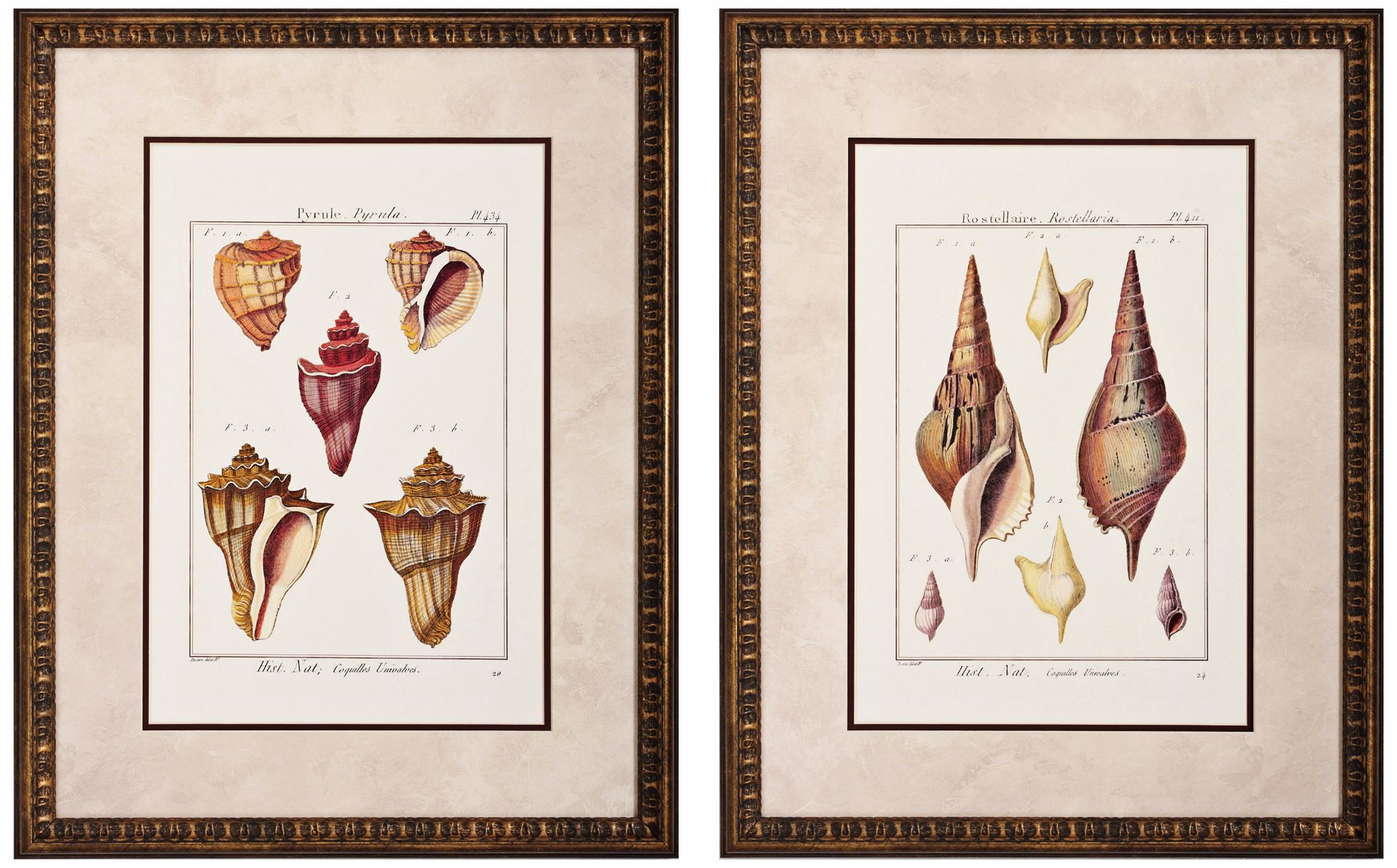 Set of 2 Rostellaire/Pyrule 27" High Seashell Wall Art