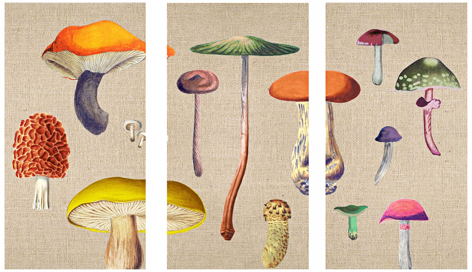 Mushroom Triptych Set of 3 Canvas Wall Art
