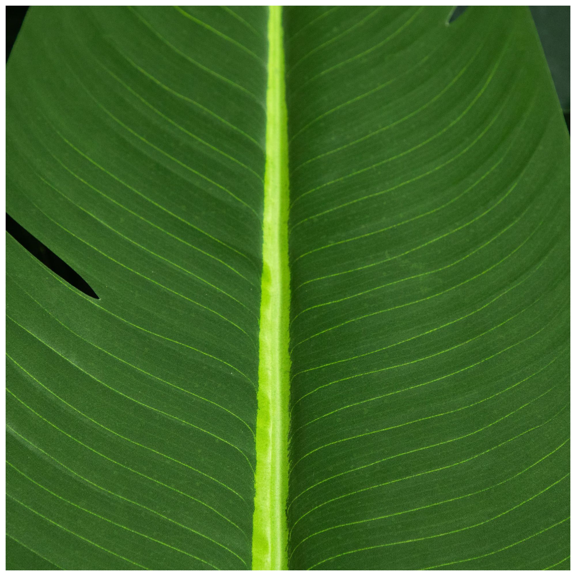 Image 4 11ft. Artificial Travelers Palm Tree more views