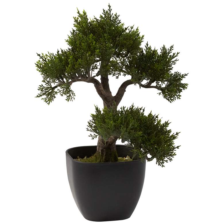 Image 1 15in. Cedar Bonsai