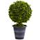 23in. Boxwood Ball Topiary