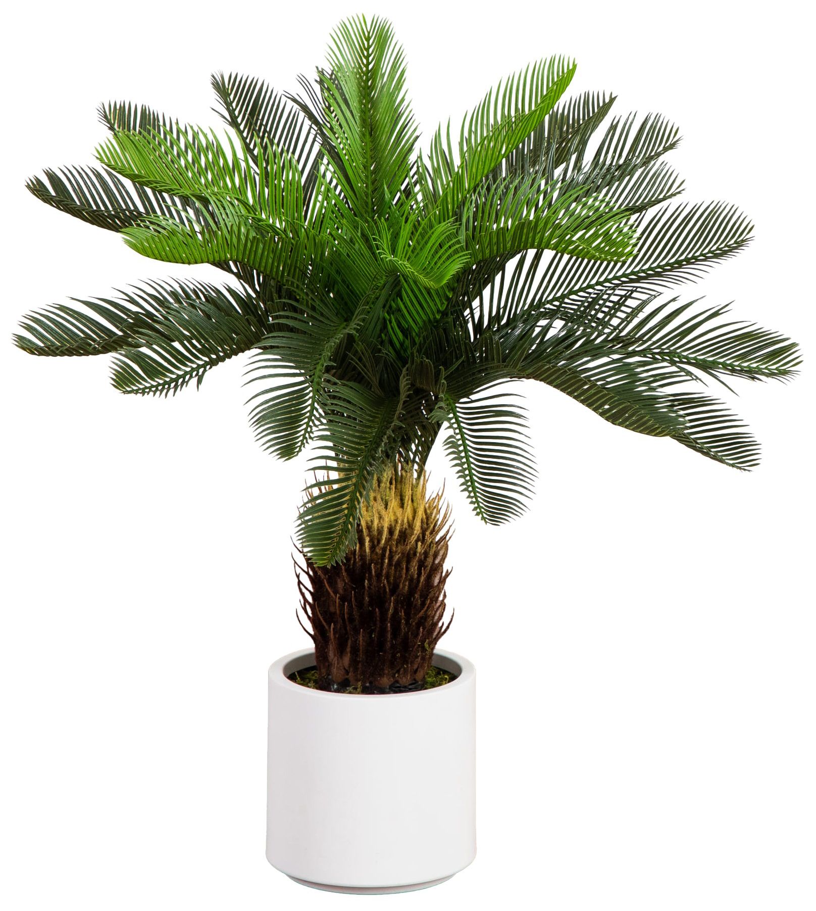 Thumbnail2 of 30in. UV Resistant Artificial Cycas Palm Tree in White Decorative Planter