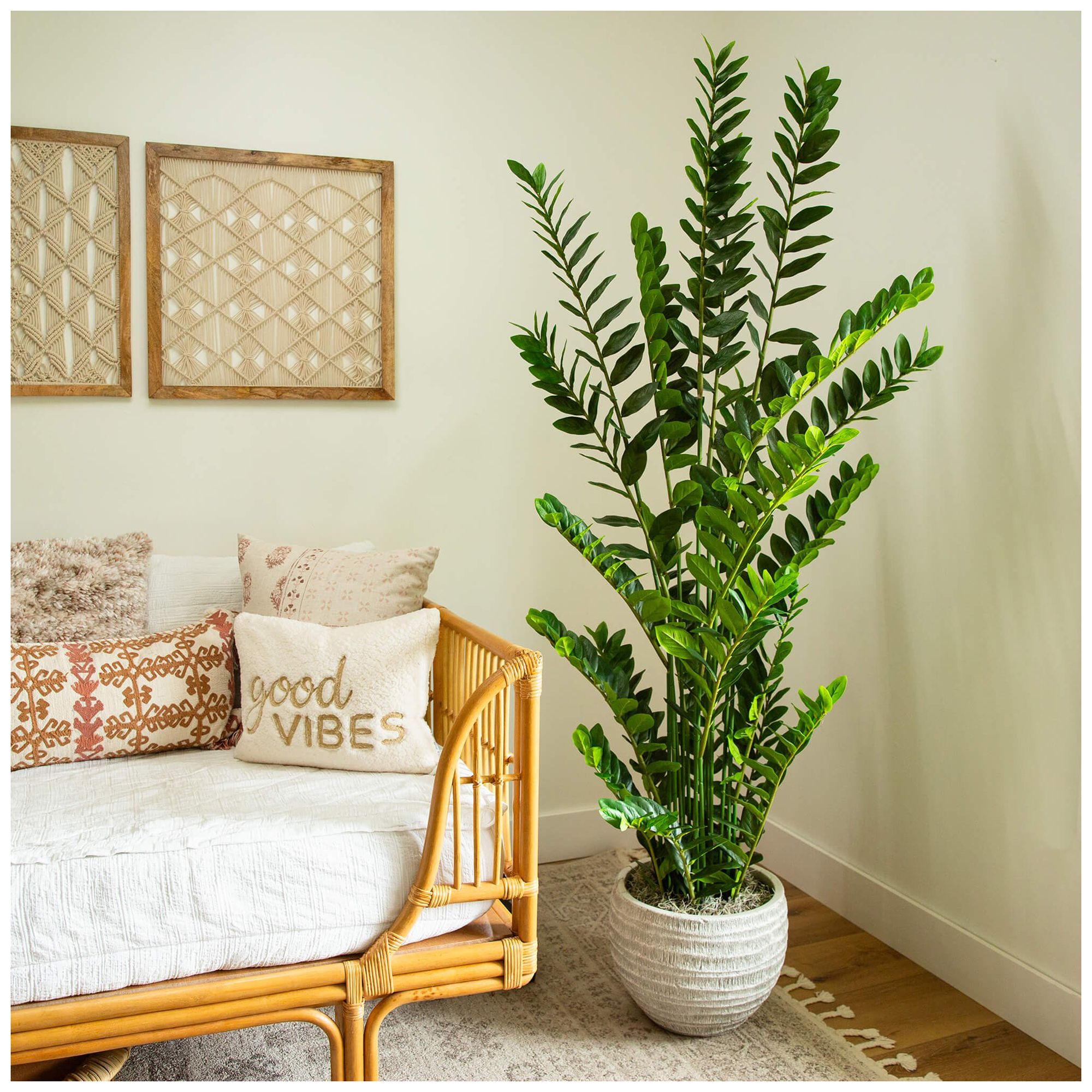 Image 7 6ft. Artificial Zamioculcas Plant more views