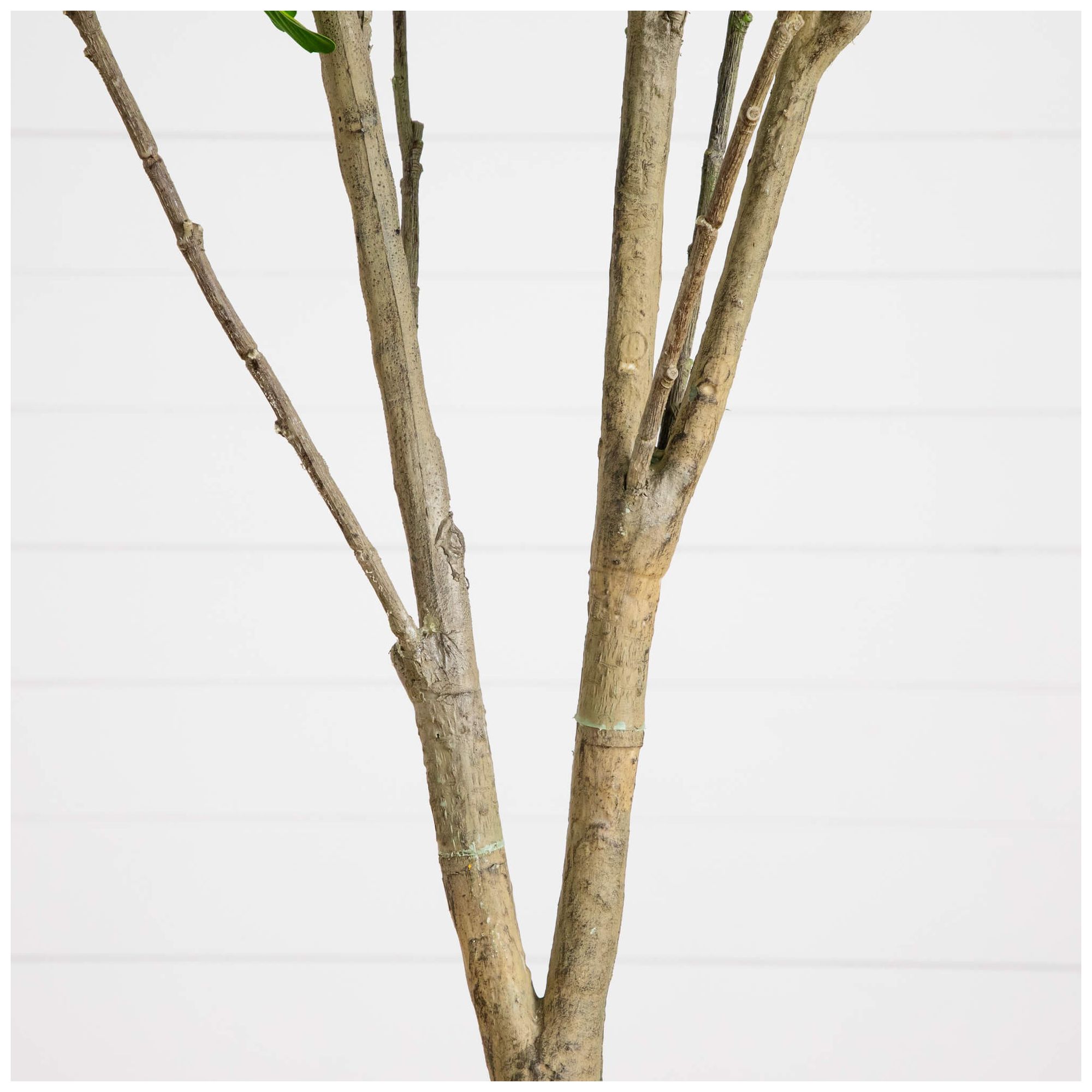 Image 6 7ft. Artificial Dogwood Tree more views