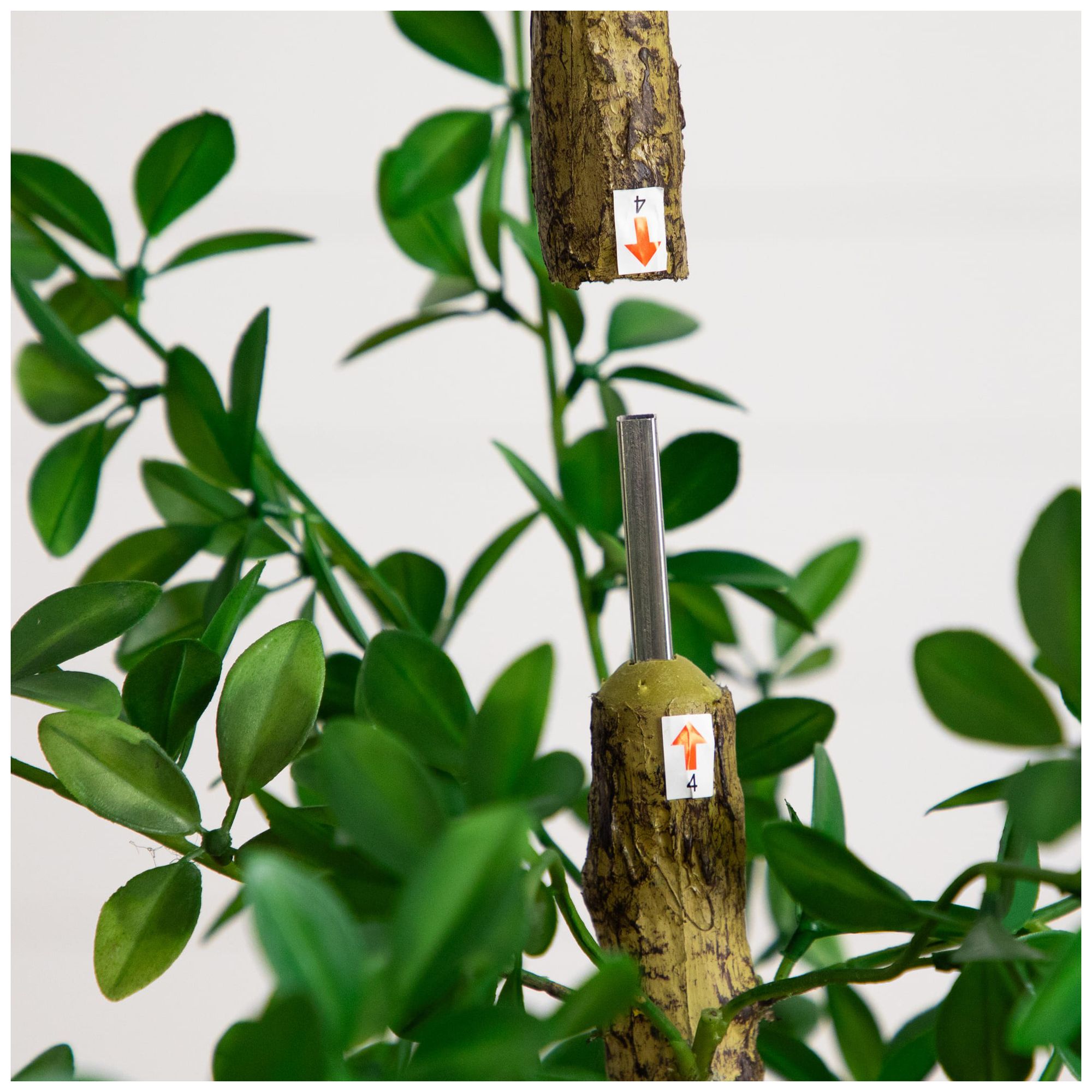 Image 7 7ft. Artificial Shady Lady Black Olive Tree more views