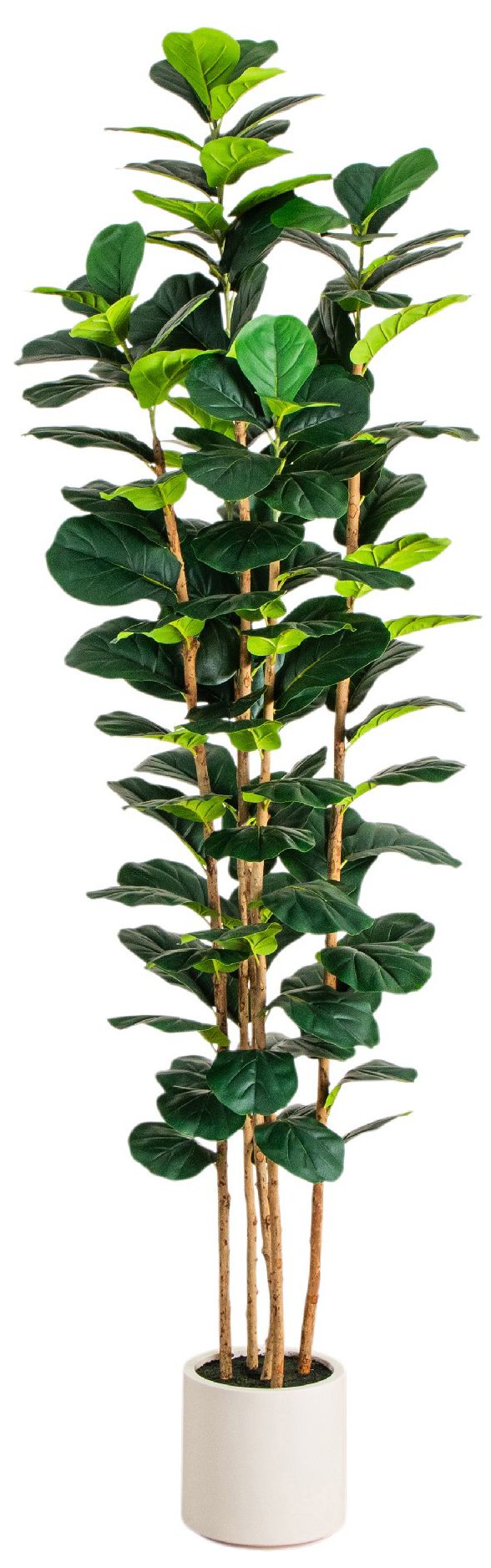 Image 2 8ft. Artificial Fiddle Leaf Tree in Decorative White Planter