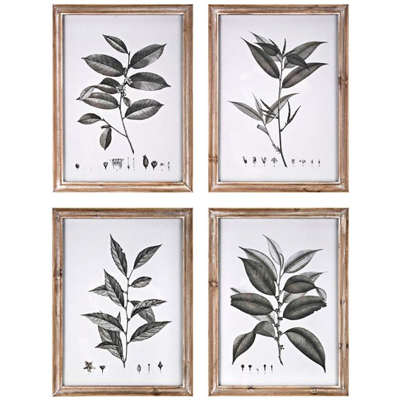 Image 1 Aba Botanical 20 3/4" High 4-Piece Framed Wall Art Set