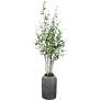 Aldis 77.5-in High Potted River Birch