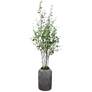 Aldis 77.5-in High Potted River Birch
