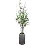 Thumbnail2 of Aldis 77.5-in High Potted River Birch