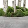 Thumbnail4 of Aldis 77.5-in High Potted River Birch more views