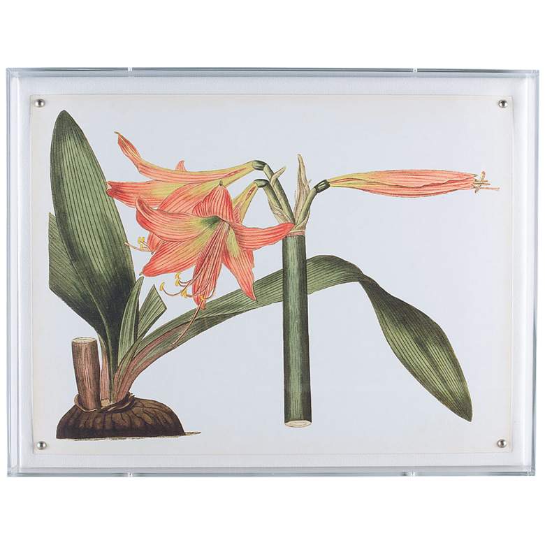Image 1 Amaryllis IV