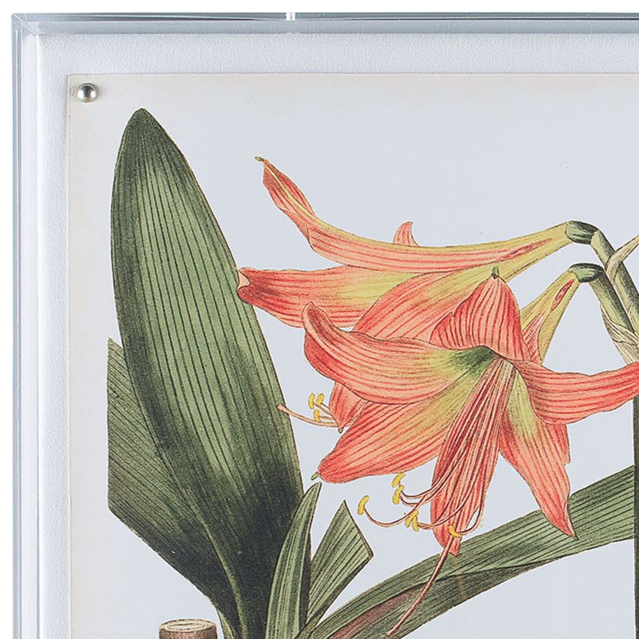 Image 2 Amaryllis IV more views