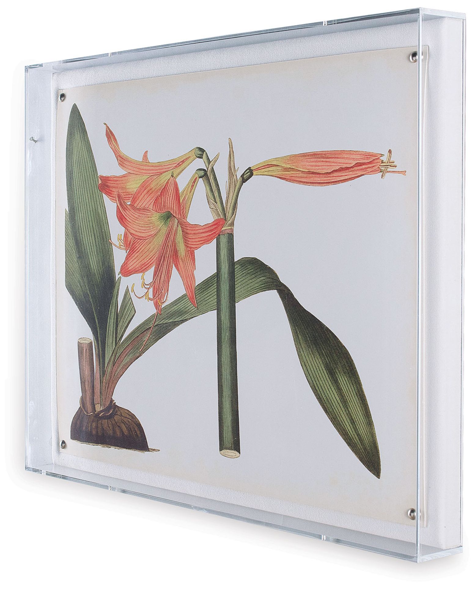 Image 3 Amaryllis IV more views