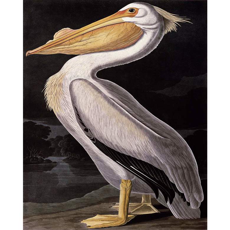 Image 1 American White Pelican Giclee 40" High Canvas Wall Art