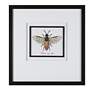 Anthophila Scientific Bee 21"H 4-Piece Framed Wall Art Set